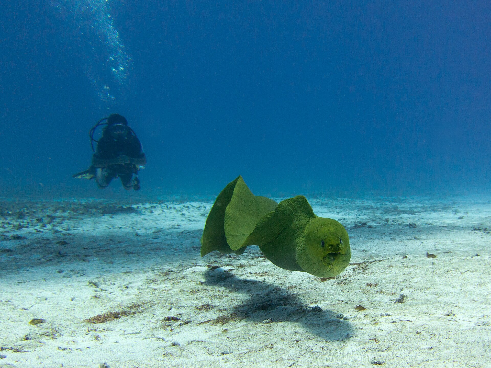 Green moray eel