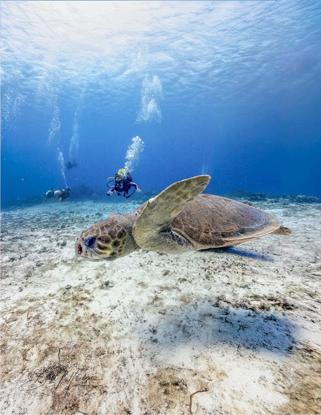 Loggerhead turtle in Cozumel