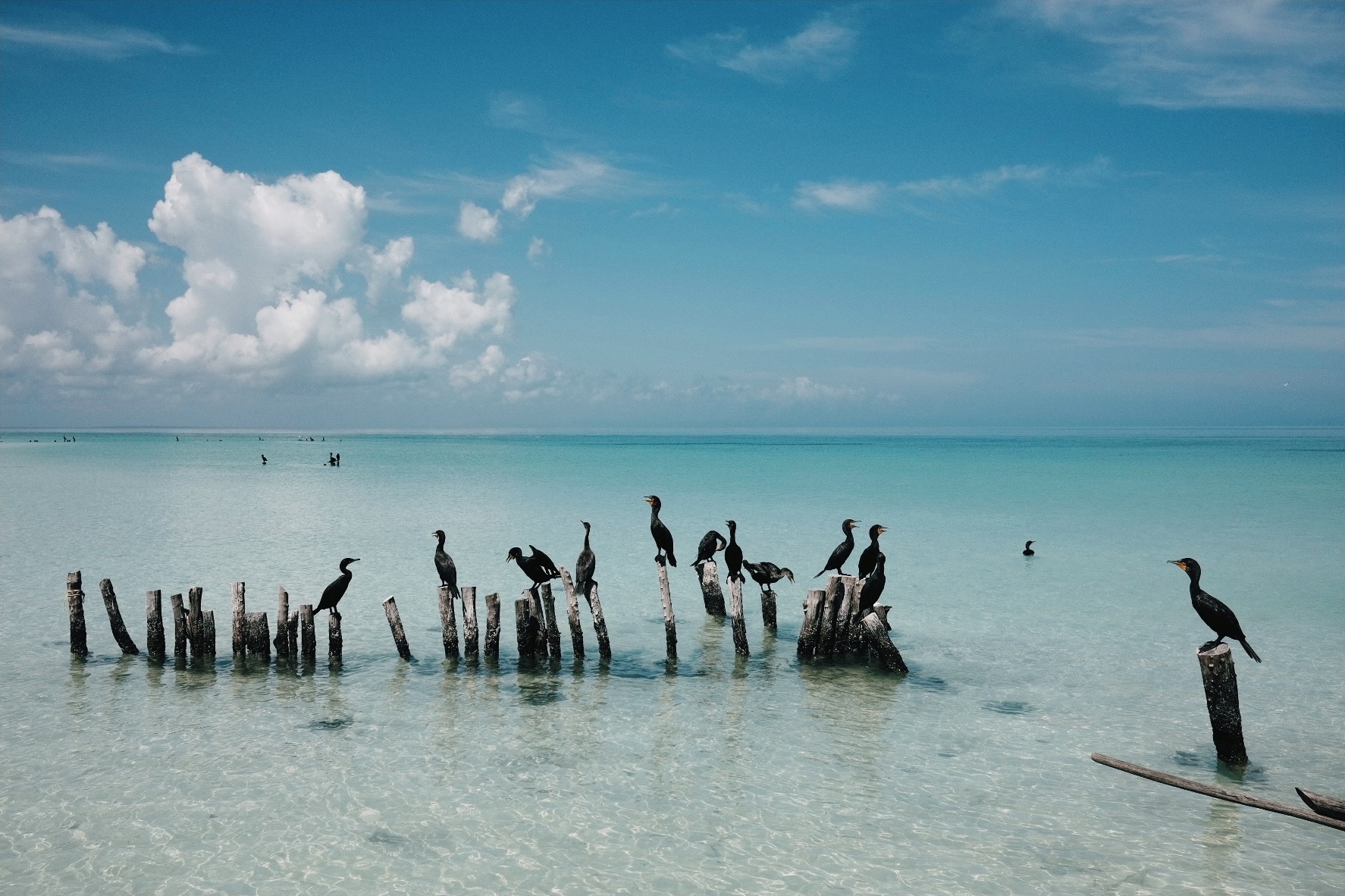 Birdlife of Isla Holbox