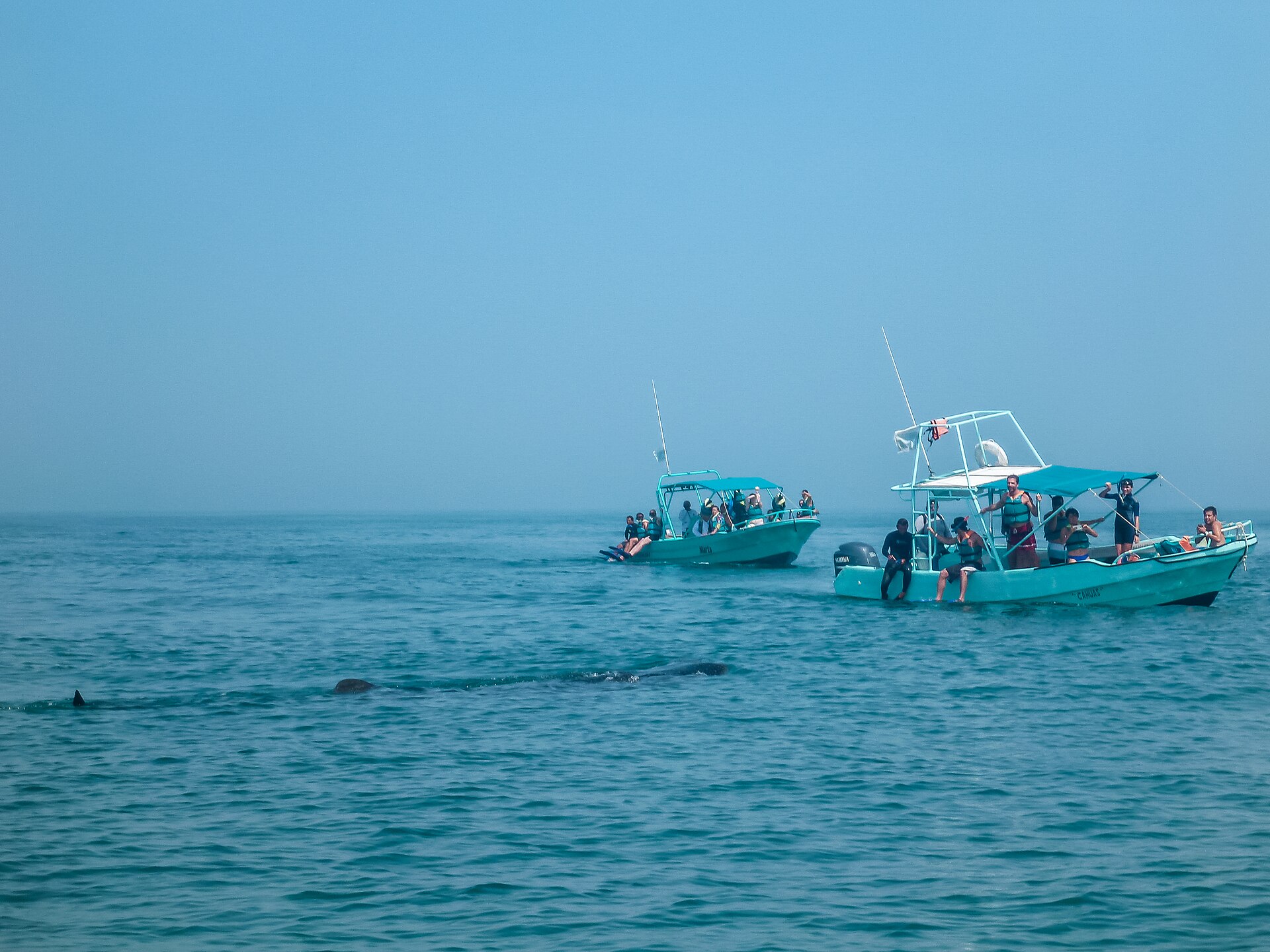Whale shark near Holbox